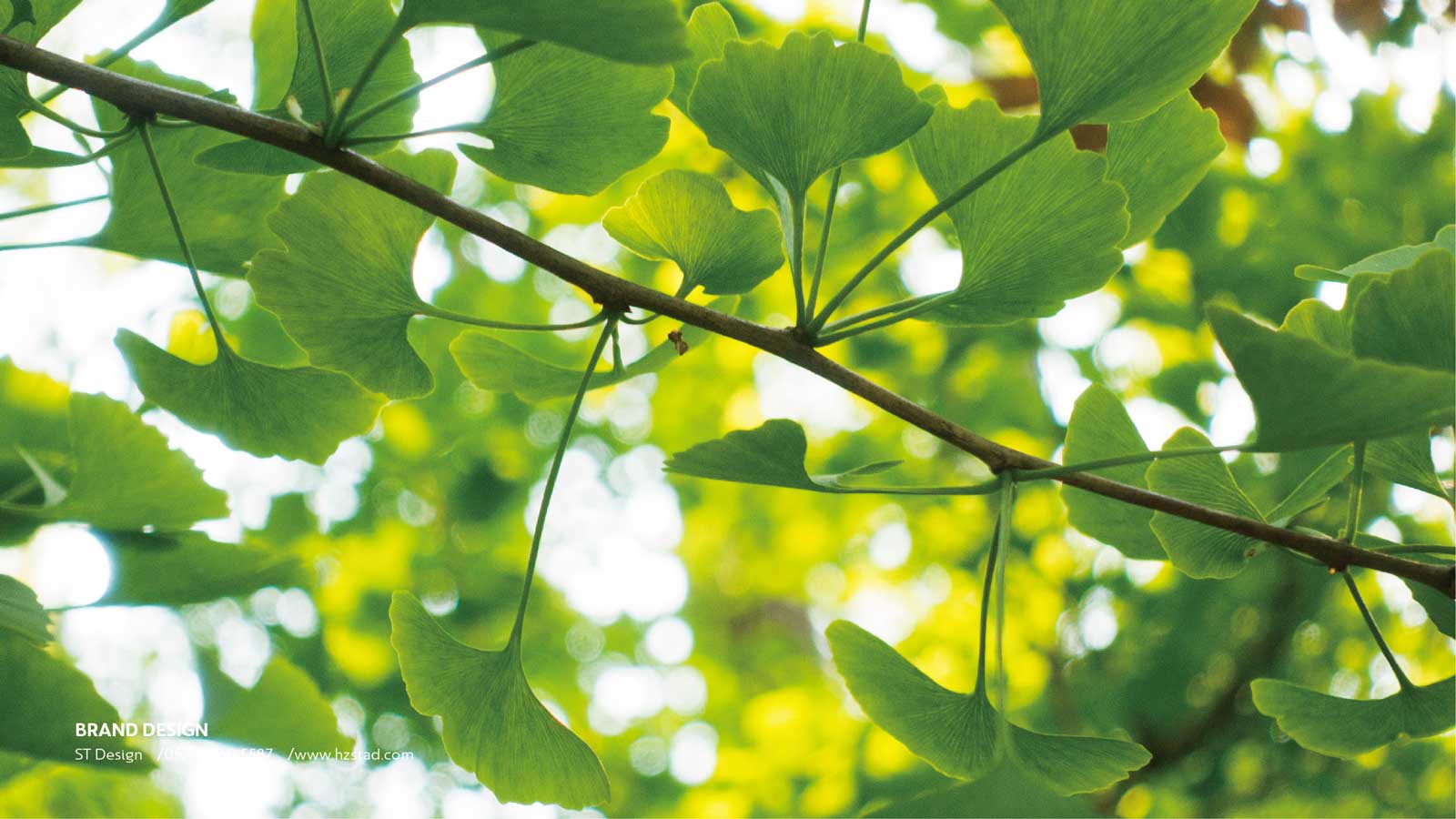 設(shè)計一套企業(yè)vi要多少錢？